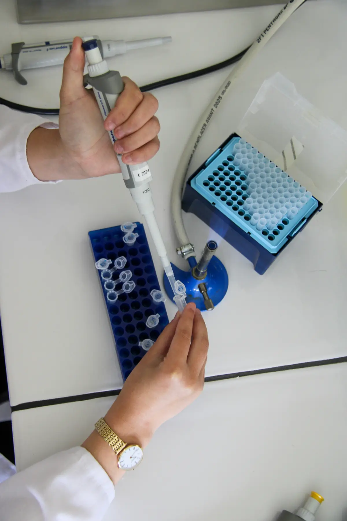 Laboratory technician preparing veterinary samples for molecular PCR testing