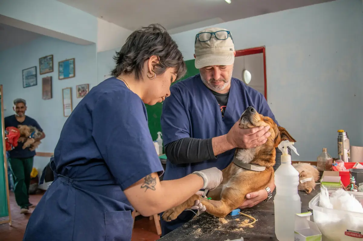 Veterinary team examining a dog before submitting a pathology sample